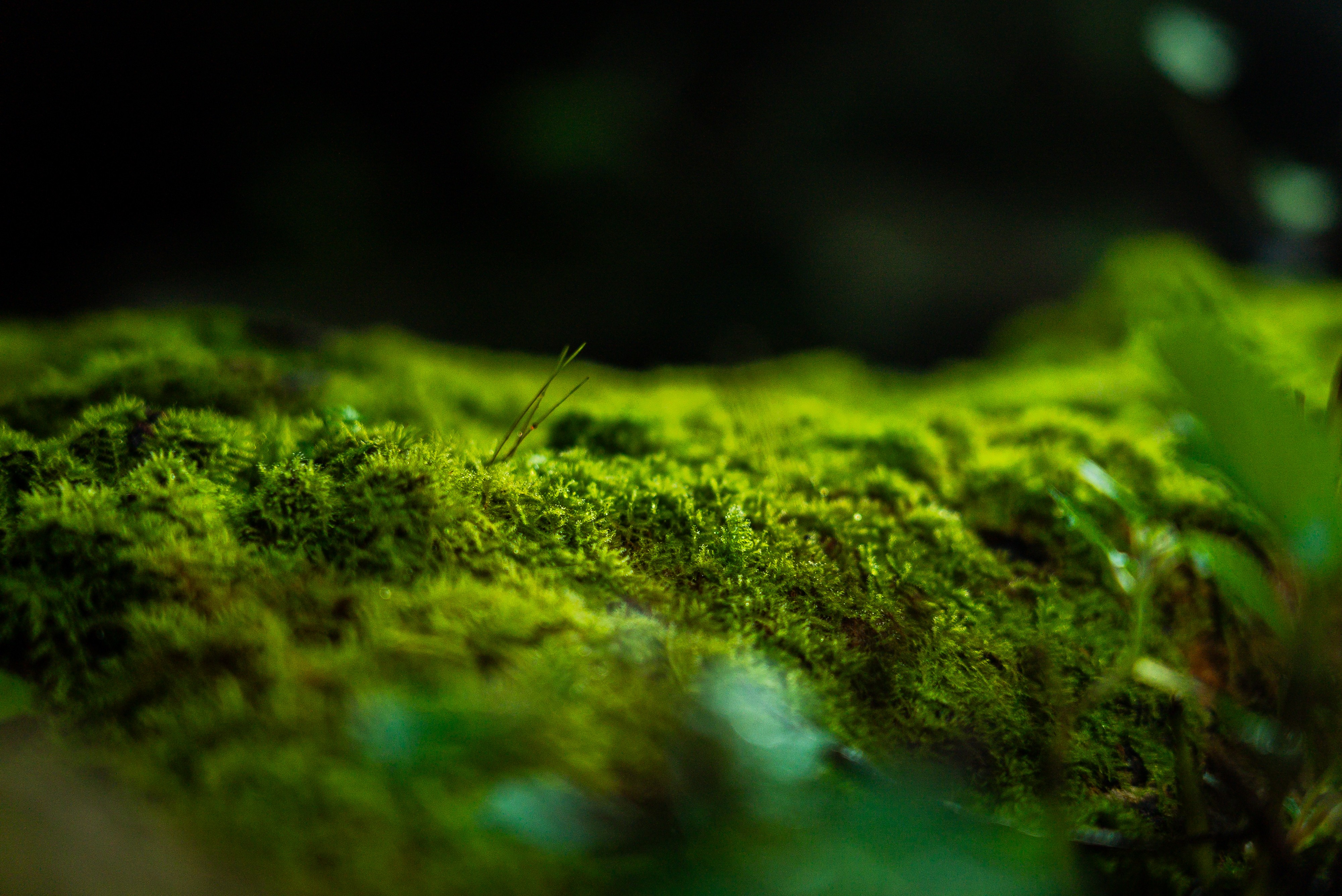 生まれてくる植物