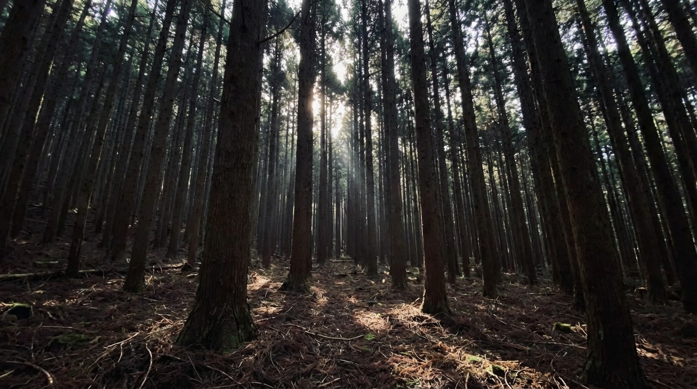 高密度の人工林